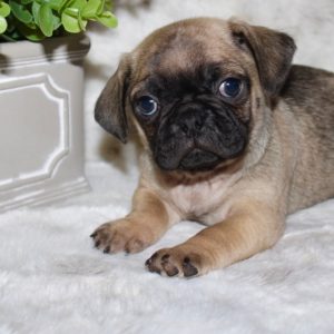 Pretzel- Pocket Puggle