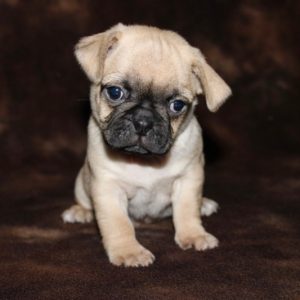 Pepsi- Pocket Puggle