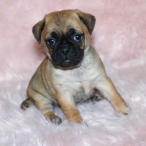 Pixie- Pocket Puggle