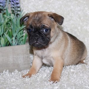 Pearl- Pocket Puggle