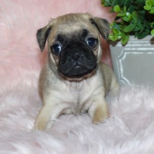 Piper- Pocket Puggle