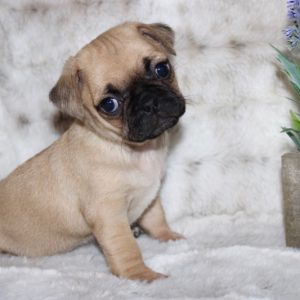 Poppy- Pocket Puggle