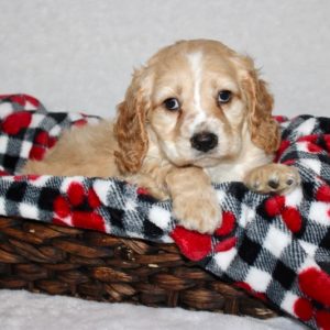 Sawyer