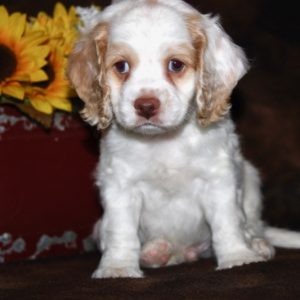 Scout
