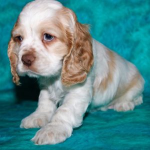 Waffles- Cocker Spaniel
