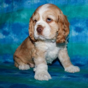 Watson- Cocker Spaniel