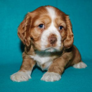 Wells- Cocker Spaniel