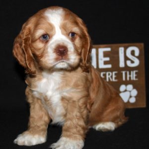 Wilkie- Cocker Spaniel