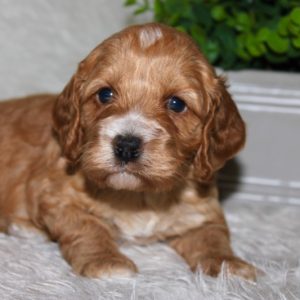 Clyde