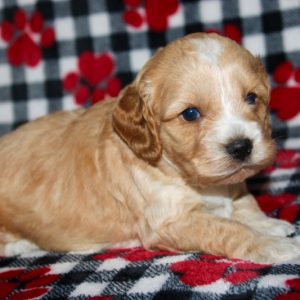 Charlie