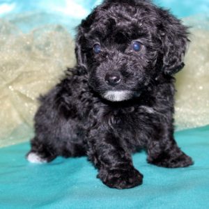 Auggie