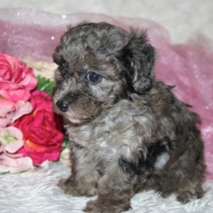 Annie