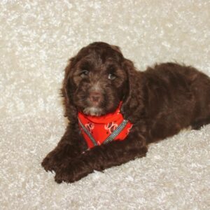 Hershey