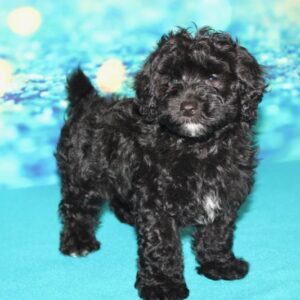 Rylee- Malti Poo