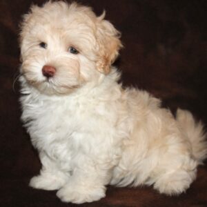 Rio- Malti Poo