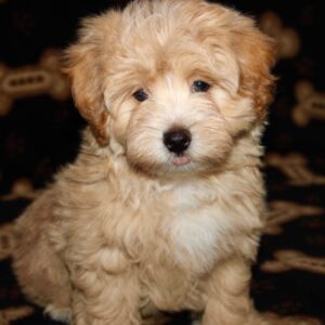 Remmi- Malti Poo