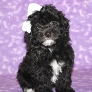 Roxie- Malti Poo