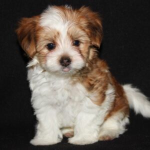 Toby