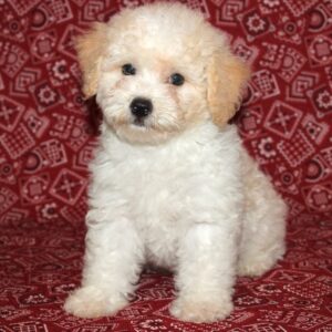 Spencer- Poochon