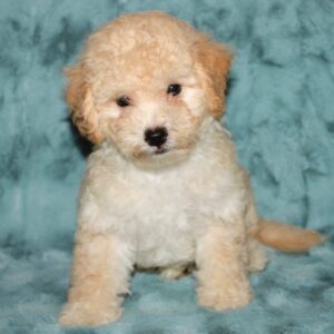 Scoobie- Poochon