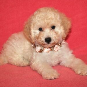 Stella- Poochon