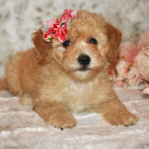Shayna- Poochon
