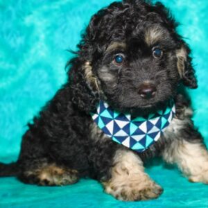 Chico – Mini Cockapoo