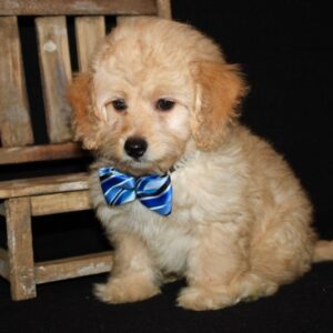Cassidy- Mini Cockapoo