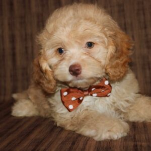 Casper- Mini Cockapoo