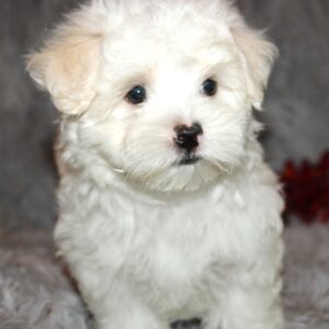 Zeb- Maltese