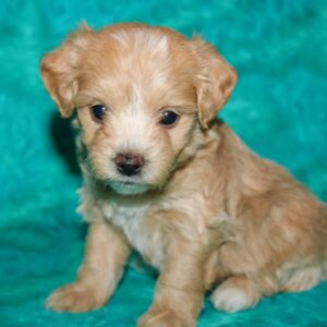Graham- Malti Poo