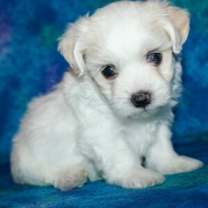 Gus- Malti Poo