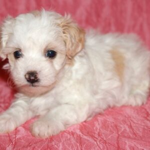 Ginger – Malti Poo