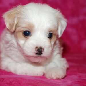 Gracie- Malti Poo