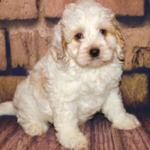 Flynn