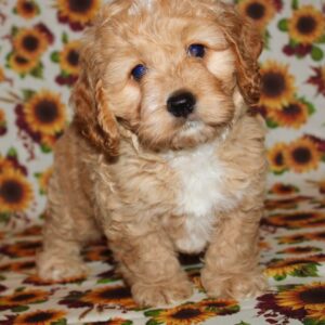 Finley