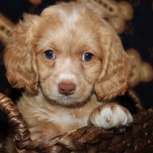 Hershey