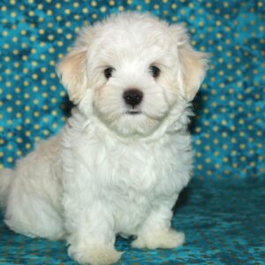 Zac- Maltese