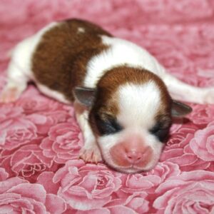 Addie