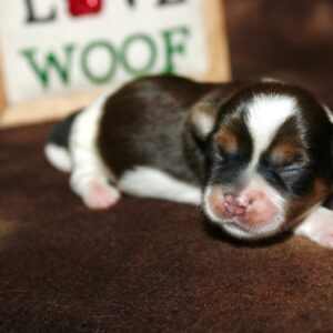Auggie