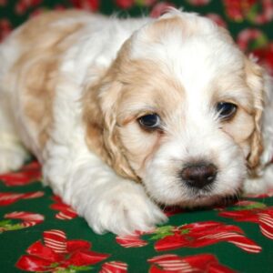 Casper
