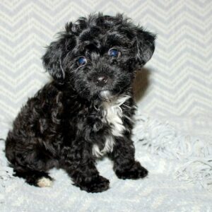 Elmo – Yorkie Poo