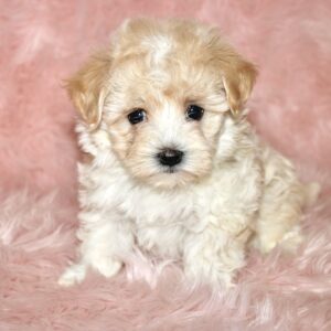 Ivy- Malti Poo