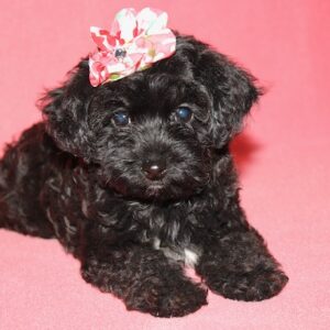 Evy – Yorkie Poo
