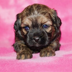 Roxie