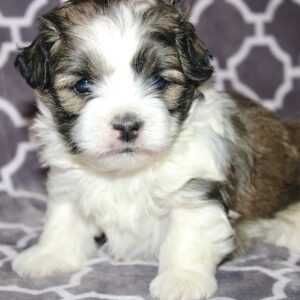 Tucker