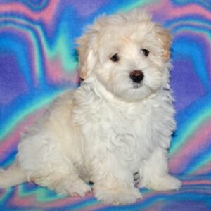 Dozer- MaltiPoo