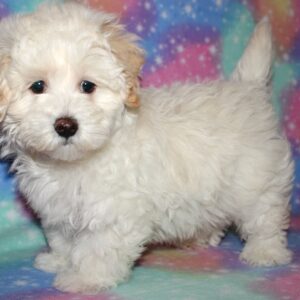 Dunkin- MaltiPoo