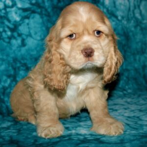 Elliot- Cocker Spaniel