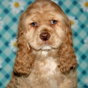 Eli- Cocker Spaniel